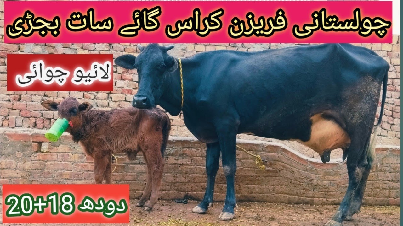 Cholastani Friesian chross for sale UK Animal Tv 0304799-2303 