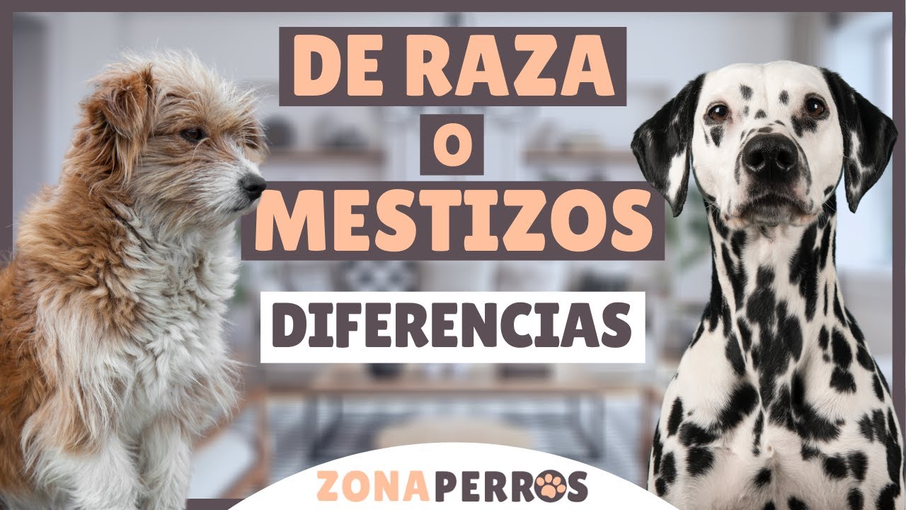 Diferencias entre perros DE RAZA y MESTIZOS