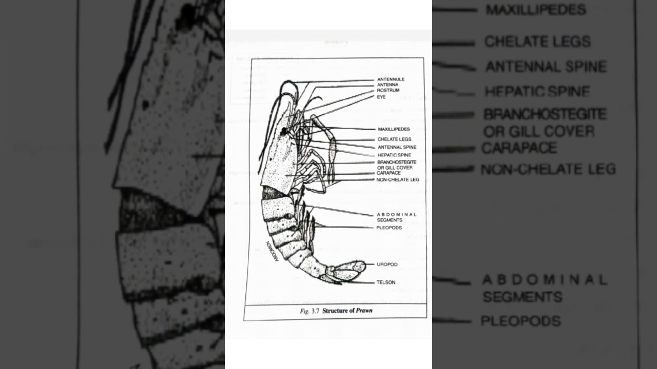 Zoology Practical in Odia ,Prawn,CHSE, Science,Zoology,Odia #Shorts #Odia #Zoology #Science