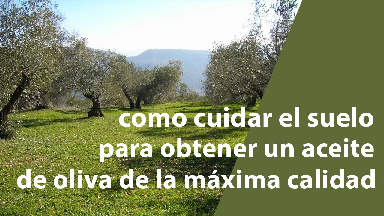 Como cuidar el suelo para obtener un aceite de oliva de la máxima calidad.