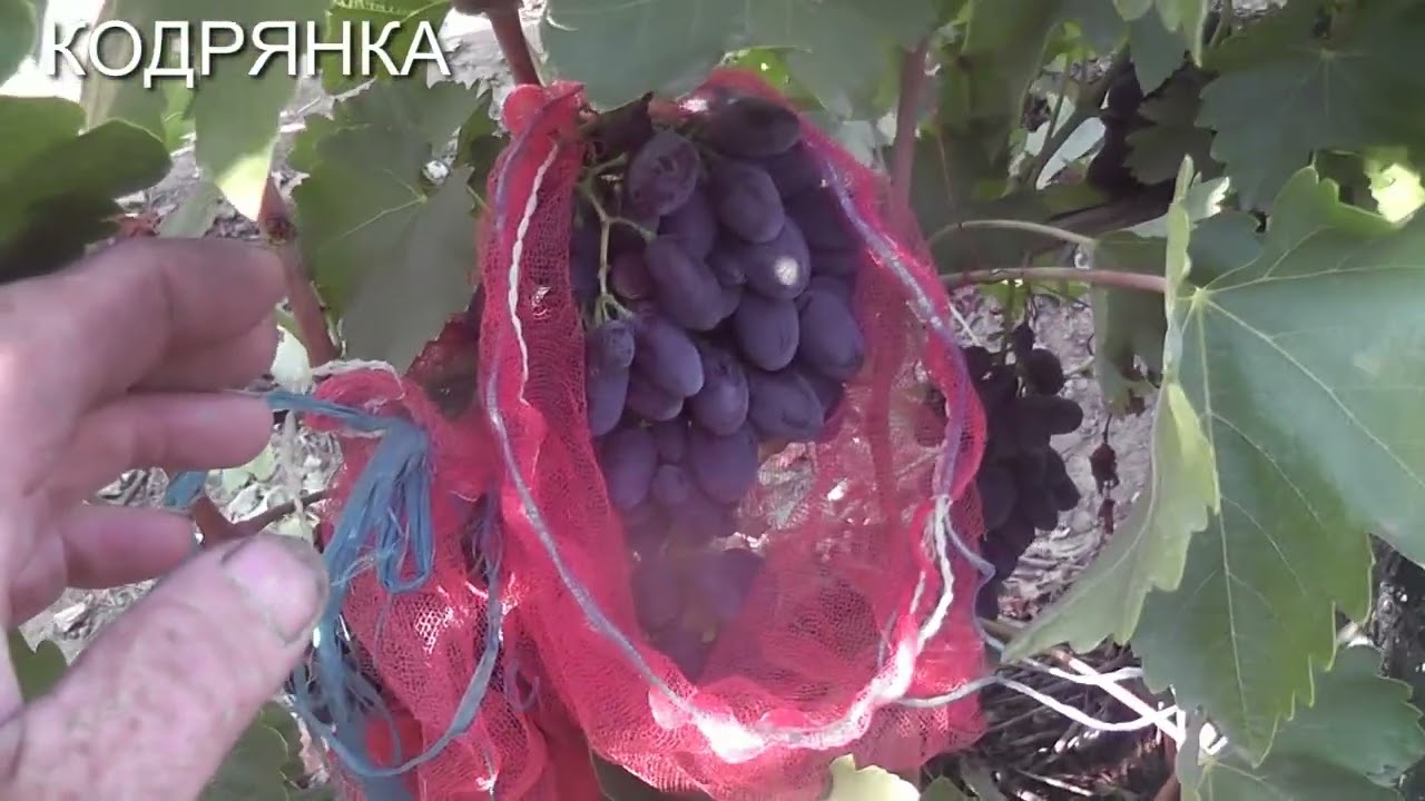 25 г. Мускат Медовый,Эльдорадо Кашича, Кодрянка, Юлия,Первозванный.