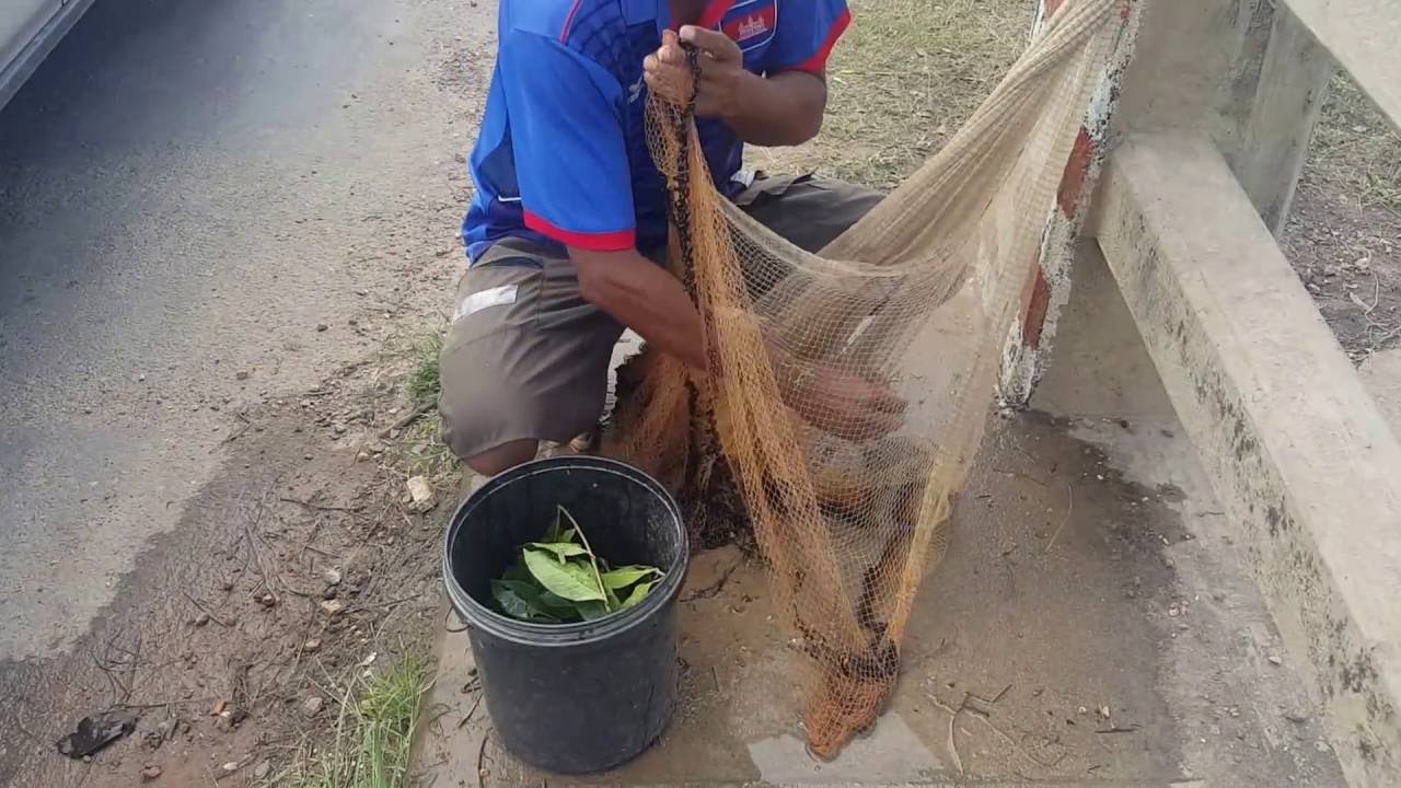 Cambodia net fishing -  catch fish, Net Fishing khmer, Amazing fishing - Traditional Fishing