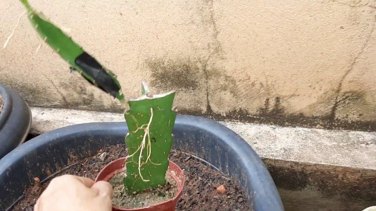 MELHOR TIPO DE ENXERTO EM PITAYA