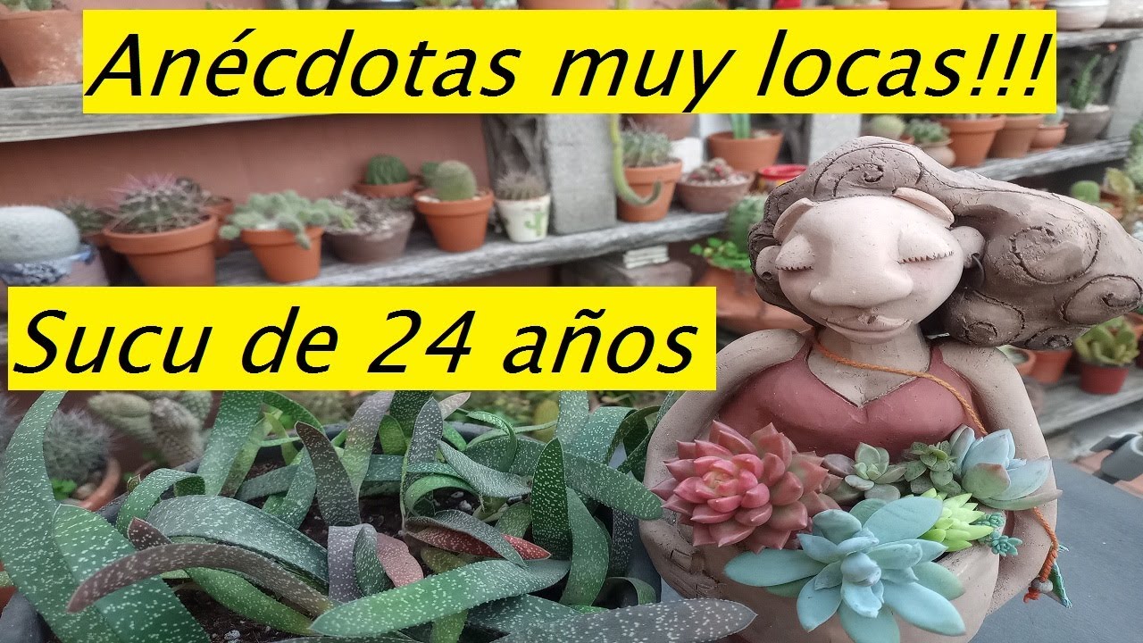 Suculentas Gasteria africana  Lo que hacemos por una suculenta! #suculentas #jardin #plantas