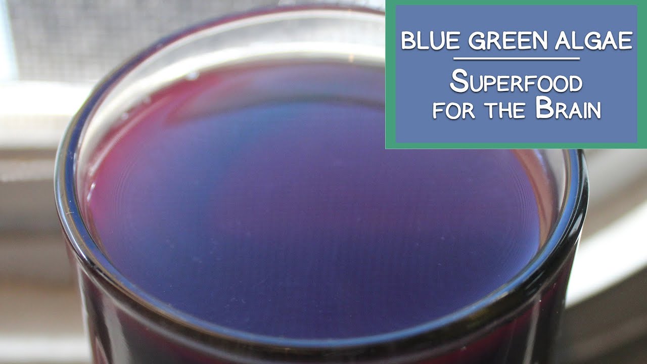 Blue Green Algae, A Superfood for the Brain and More