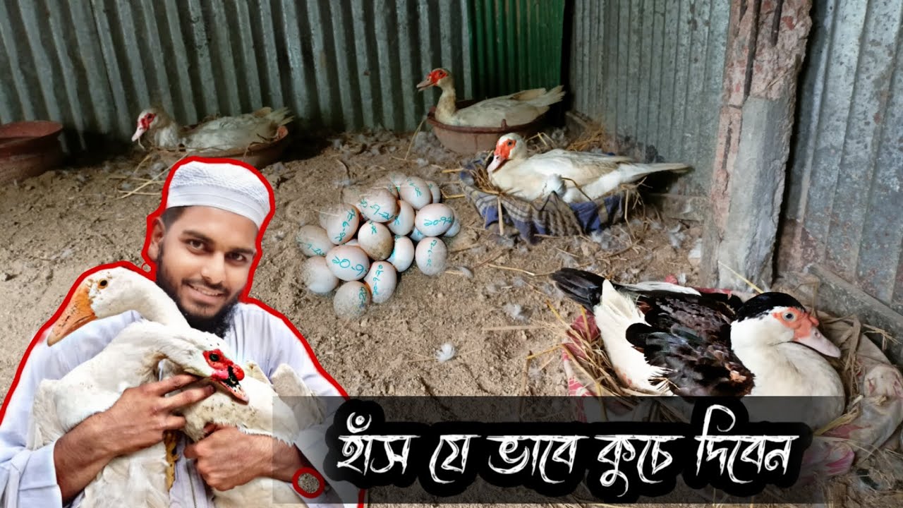 ৪ টা হাঁস কুচে বসালাম - সাদা চিনাহাঁসের খামার-white muscovy duck fram