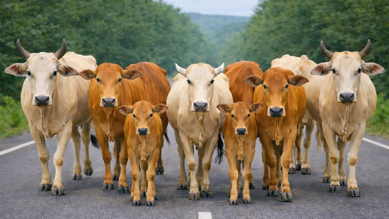 Puluhan sapi lembu jinak di desa berjalan dengan tenang melewati bukit menuju ke ladang desa