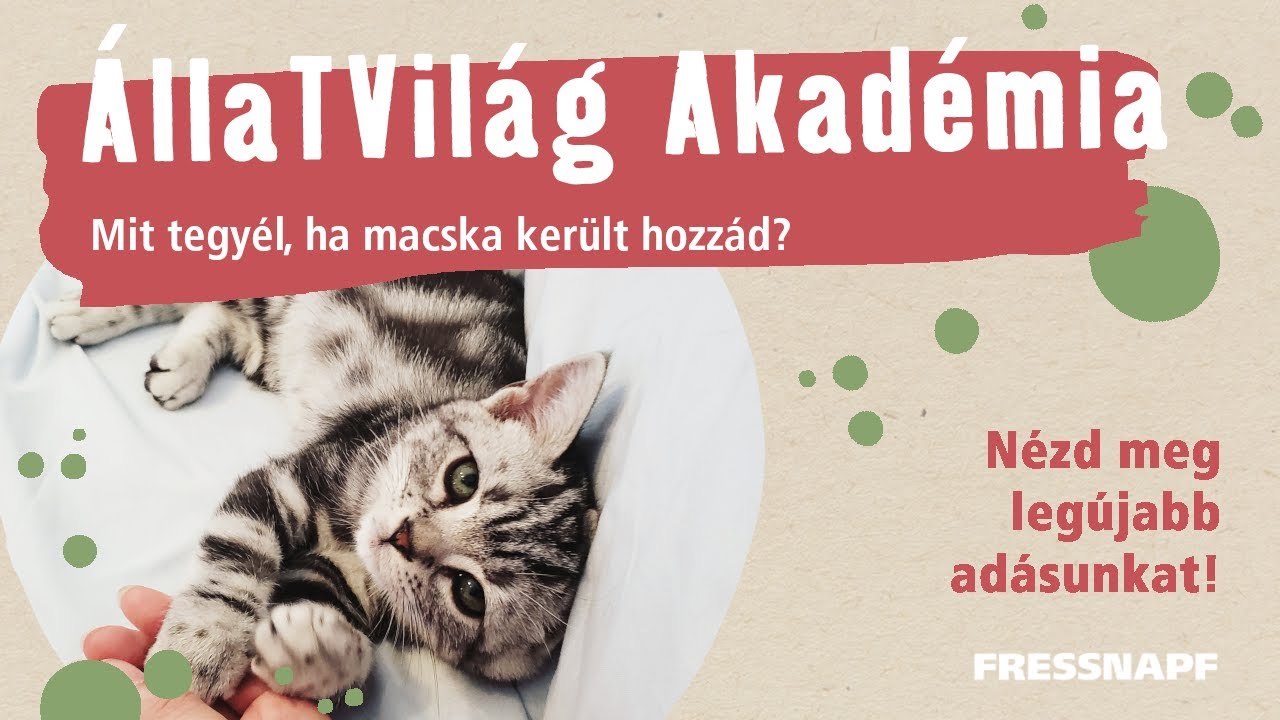 ÁllaTVilág Akadémia - Mit tegyél, ha macska került hozzád?