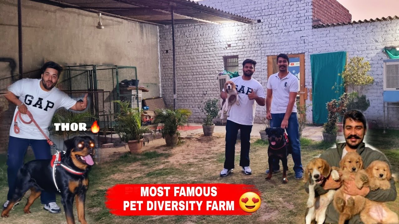 Visiting India's Most Famous Dog Farm | Rottweilers | Beagle | Golden Retriever @RACHITPANGHAL