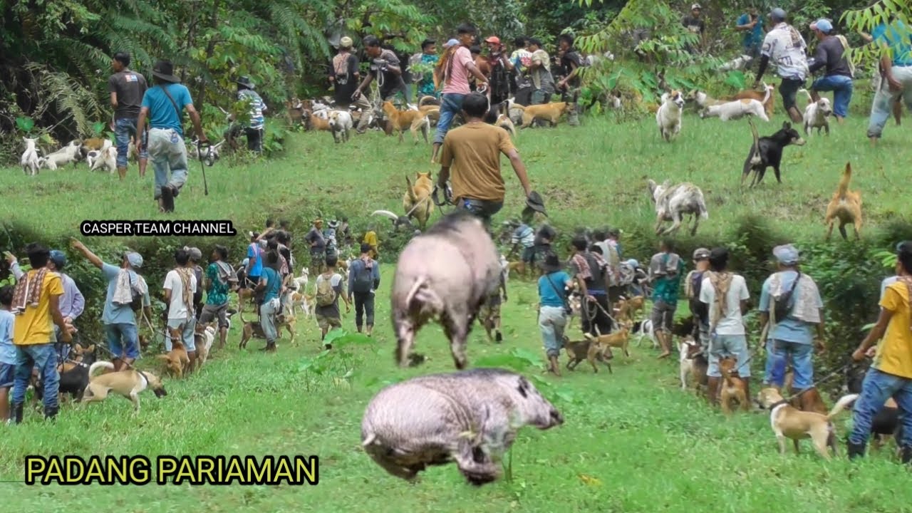TR4G1S ⁉️ Ratusan Anjing dan Pemburu Membabi Buta || Berburu Babi di Kayu Tanam