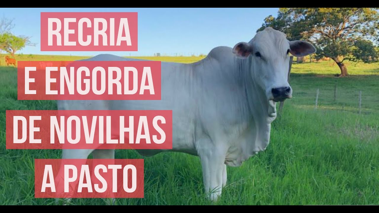 Sistema de RECRIA E ENGORDA DE NOVILHAS a pasto em 12 meses - PLANILHA.