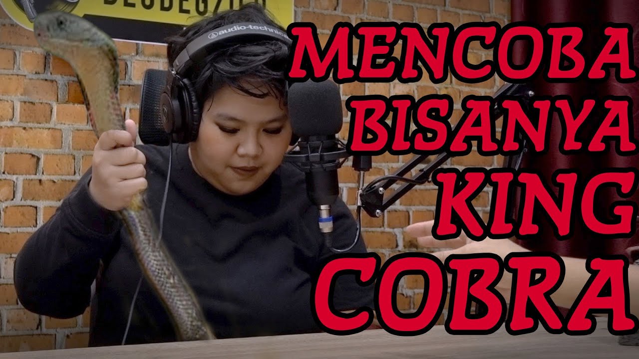 GOKIL! KING COBRA TERBESAR DI STUDIO MUNCUL DI DUNIA! (PANJI BOCAHILANG)