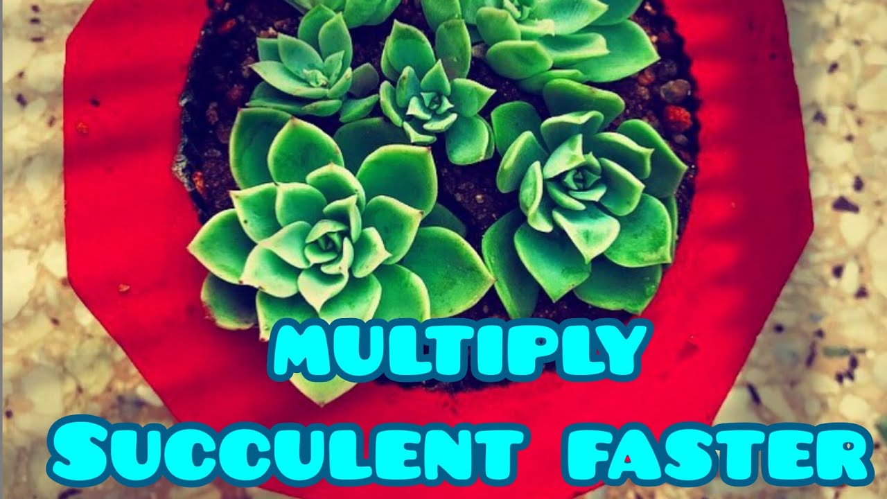 || HOW TO MULTIPLY SUCCULENTS FASTER ||