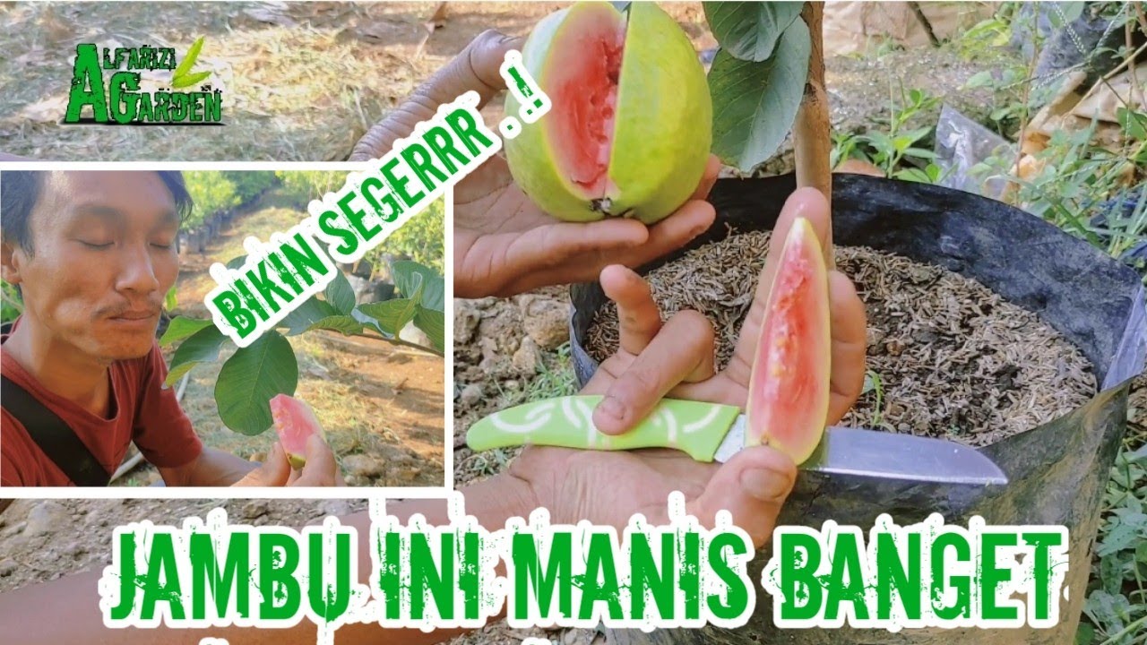Jambu Red Diamond