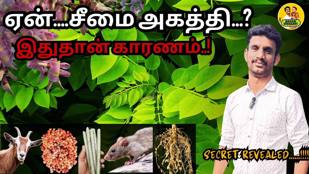 Why Gliricidia? 🌿 இயற்கை விவசாயத்தில் இது ஏன் முக்கியமான மரம்?