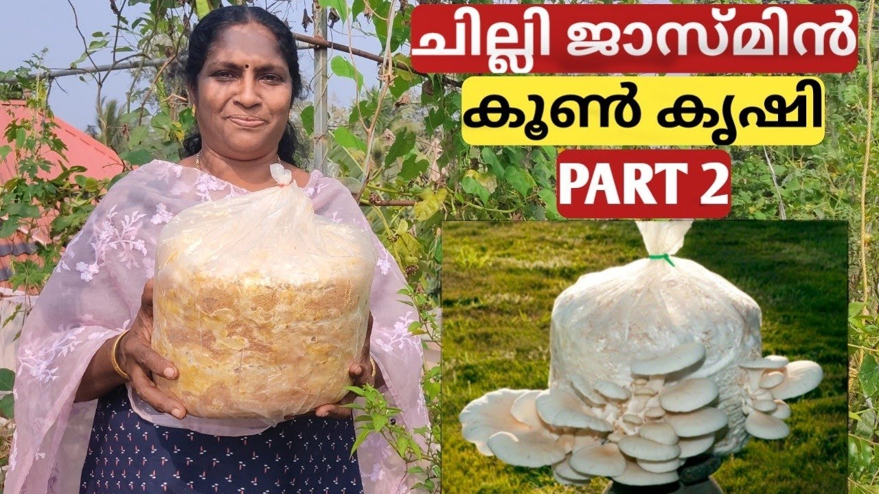 കൂൺ ഉണ്ടാകാൻ ഇതും കൂടി ചെയ്യണം |  mashrom cultivation part 2 | Malayalam |