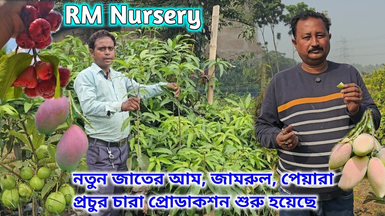 RM Nursery তে আম,পেয়ারা,জামরুল, সবেদার প্রচুর প্রোডাকশন শুরু |দাম সহ গাছের আপডেট 