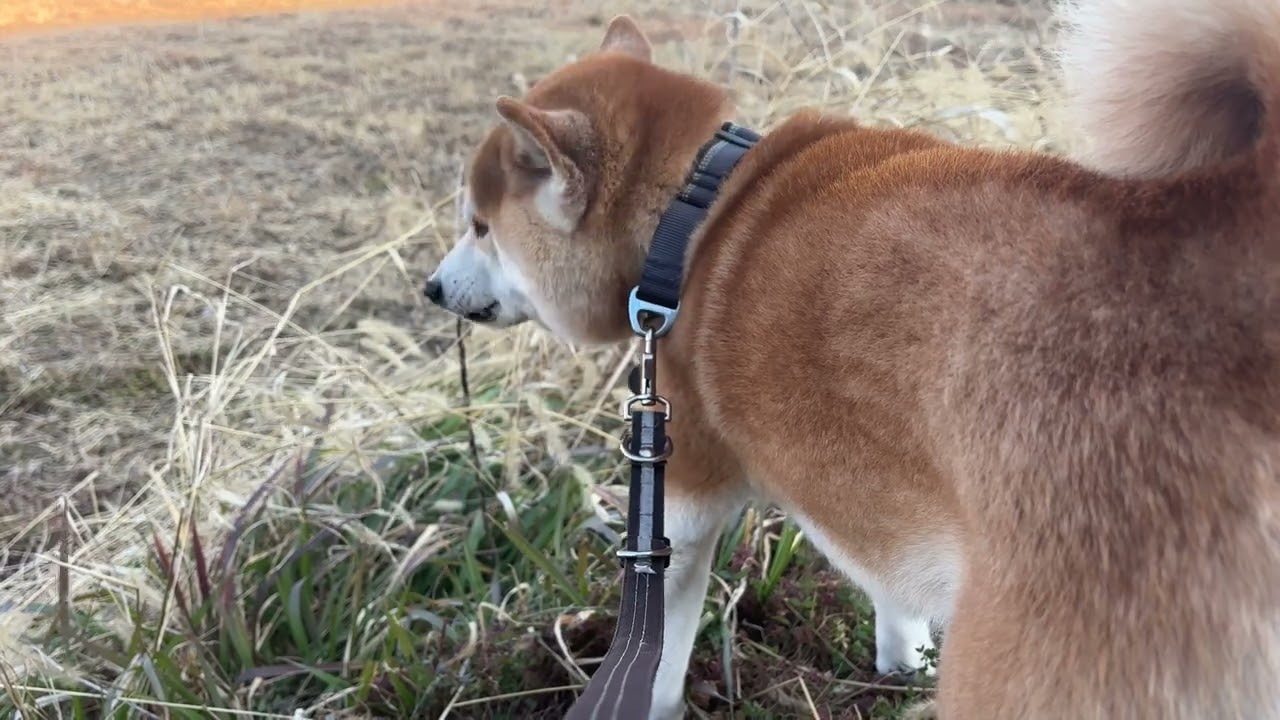 Grass Refueling in Progress 🌿🐕