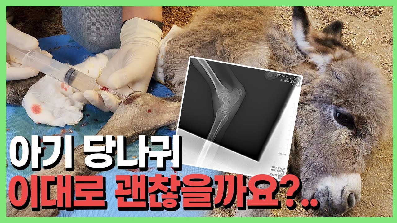 아기 나귀에 70만원 썼는데 행복합니다... 🥹