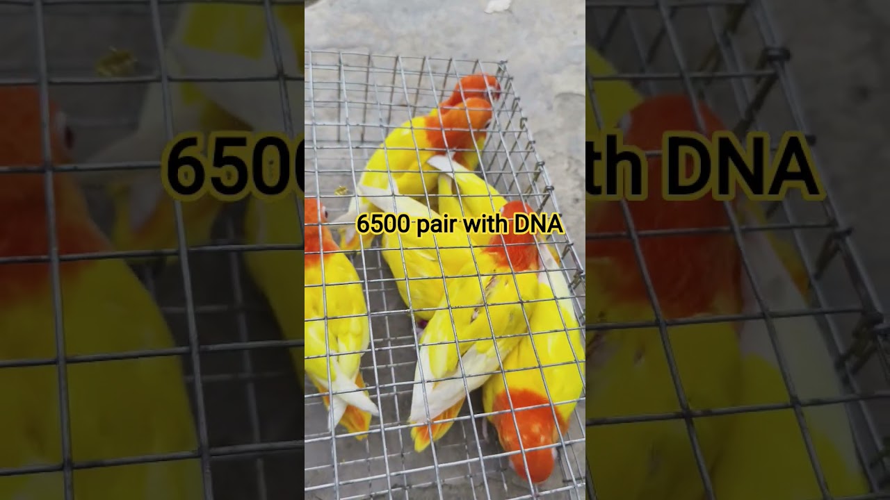 6500 пар с ДНК #птицы #птицыЛютинофишероплайн