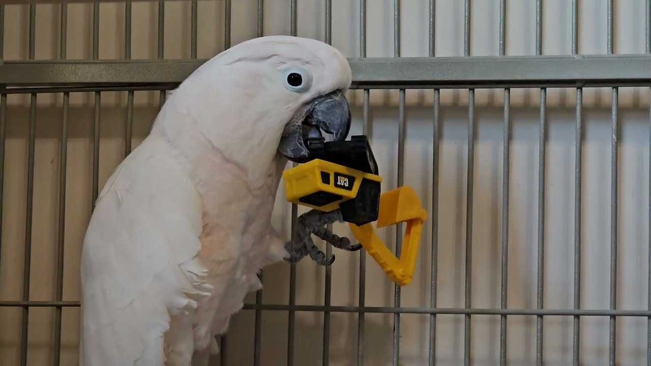 Cockatoo Prepares For A Vet Visit