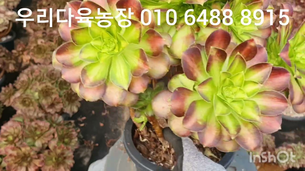 겨울에도 이쁨 에오니움들