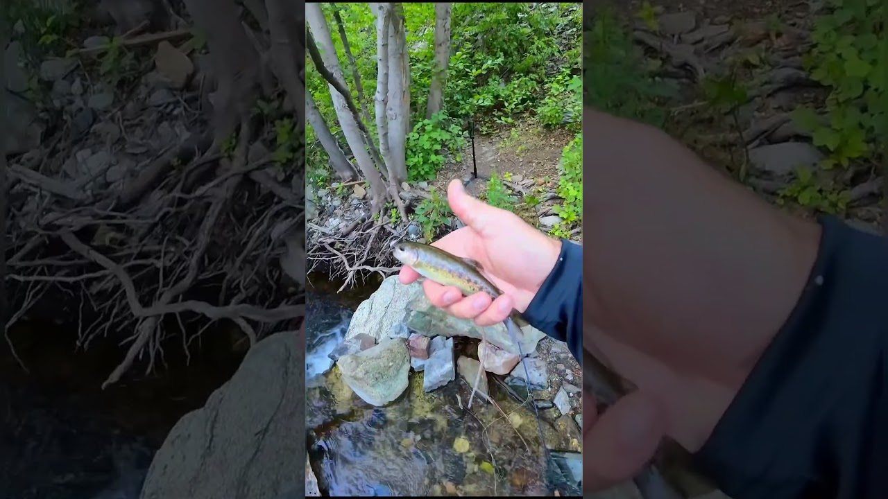 Small trout, small rod, big flies #fishing #troutfishing #flyfishing