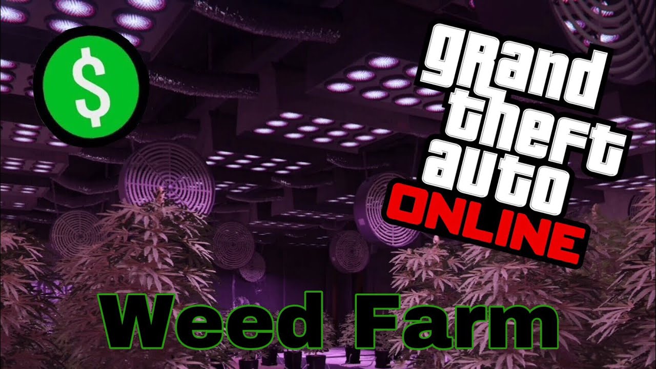 Selling full weed farm SOLO - GTA ONLINE