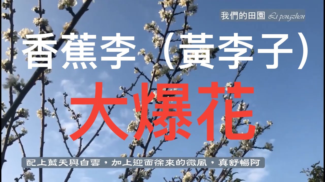 李子品系香蕉李(黃李子)開花後，授粉如何?坐果率如何?受暴雨影響嗎?另外砂糖橘出現捲葉病?是不是線蟲危害?
