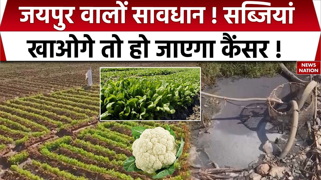 Toxic Chemicals in Vegetables: गोभी-पालक में Cancer-Kidney खराब करने वाले केमिकल | Jaipur Report