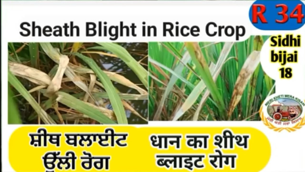 Sheath Blight in Rice Crop (ਉੱਲੀ ਰੋਗ ਸ਼ੀਥ ਬਲਾਇਟ) Shergill Markhai