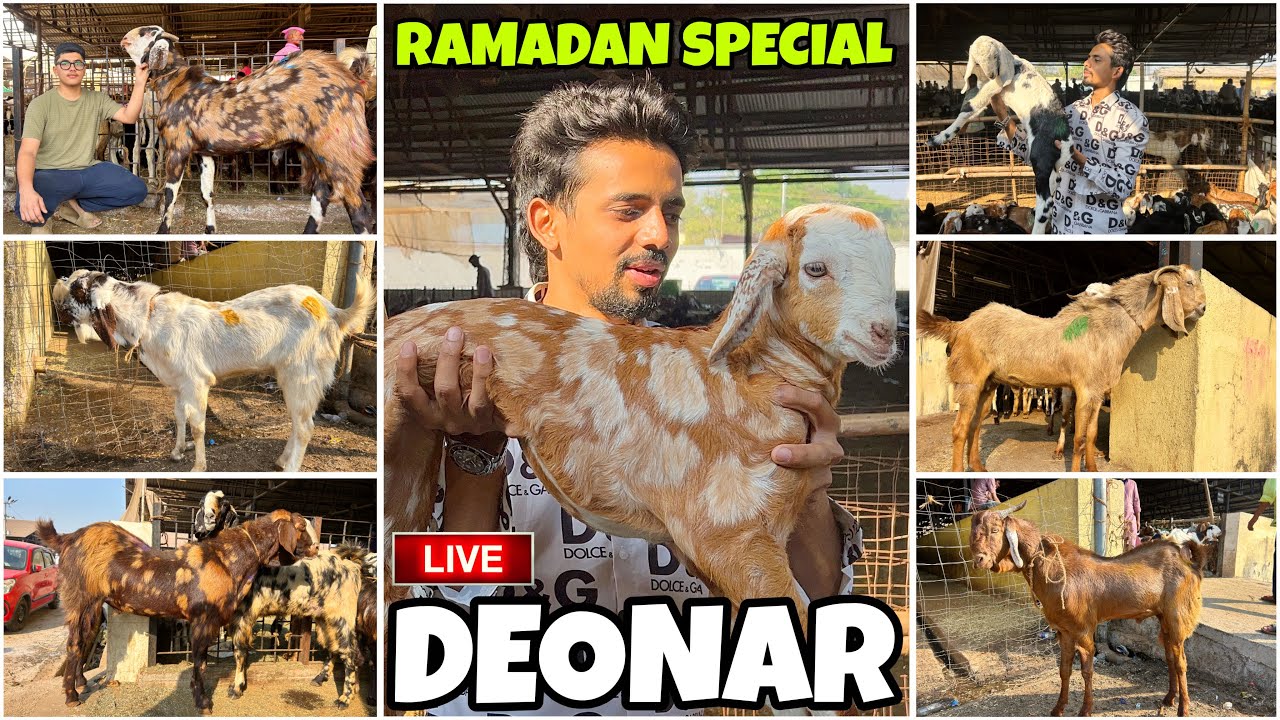 DEONAR BAKRA MANDI RAMADAN SPECIAL UPDATE || QURBANI KE BADE BAKRE AA GAYE || TUESDAY LIVE MARKET ||