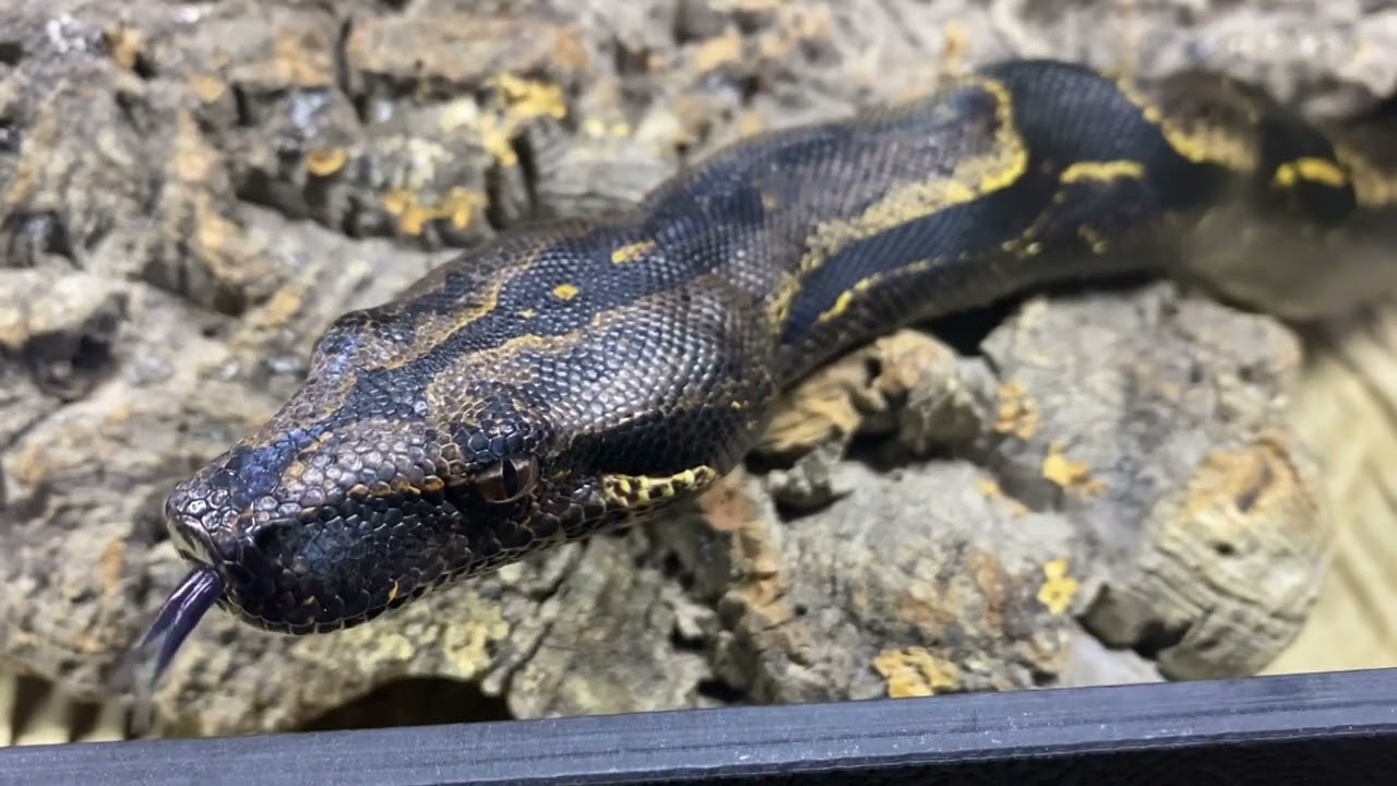 Jungle IMG (Increasing Melanin Gene) Boa