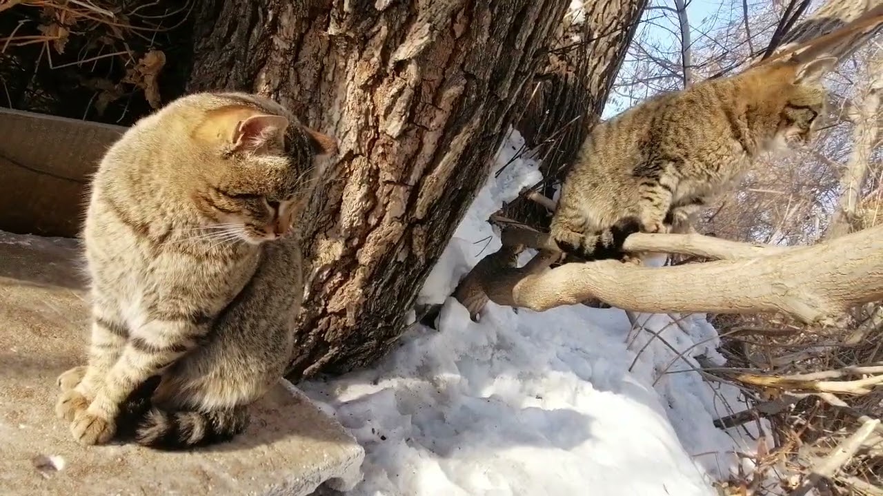 猫