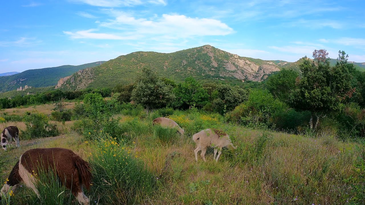 DES LAMAS EN PAYS CATHARE