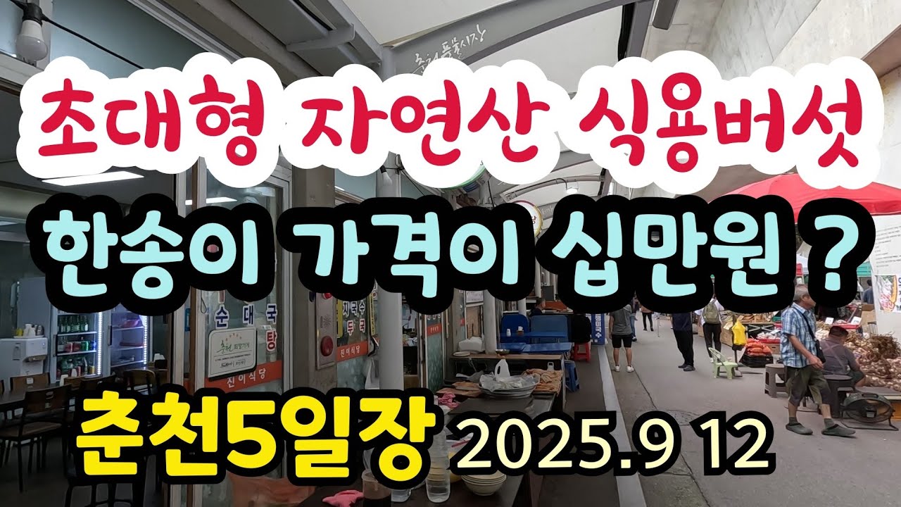 자연산 식용 초대형 버섯 한송이 가격을 10만원 불러 #춘천5일장