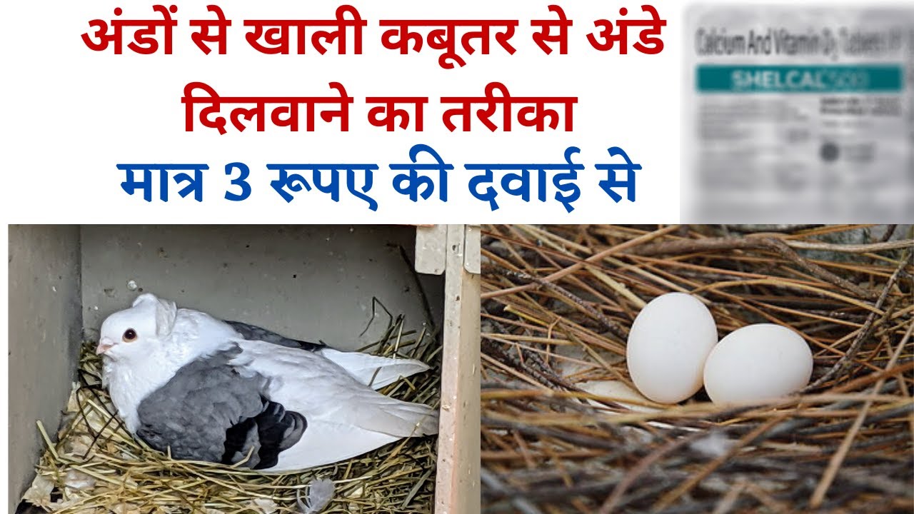 Ando se band kabutar ka ilaaj/कबूतरी अंडे न दे तो क्या करे🤔