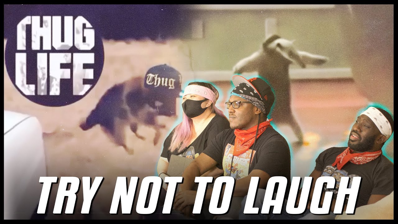 TRY NOT TO LAUGH || FUNNY ANIMAL COMPILATION || Reaction