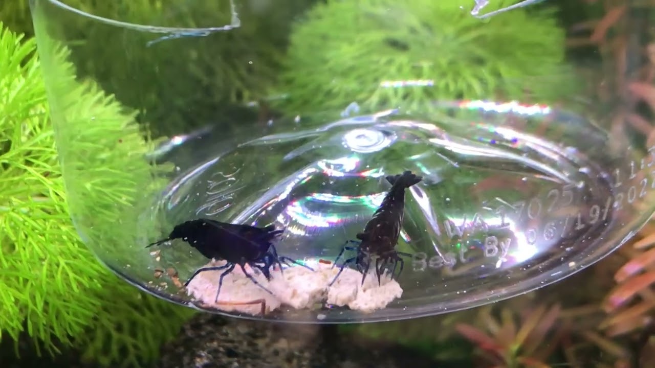 Blue Diamond Neocaridina Shrimp