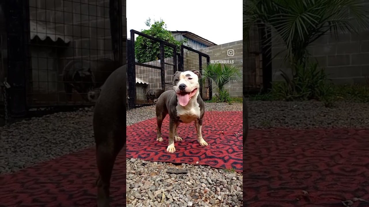 Amstaff Lilith 