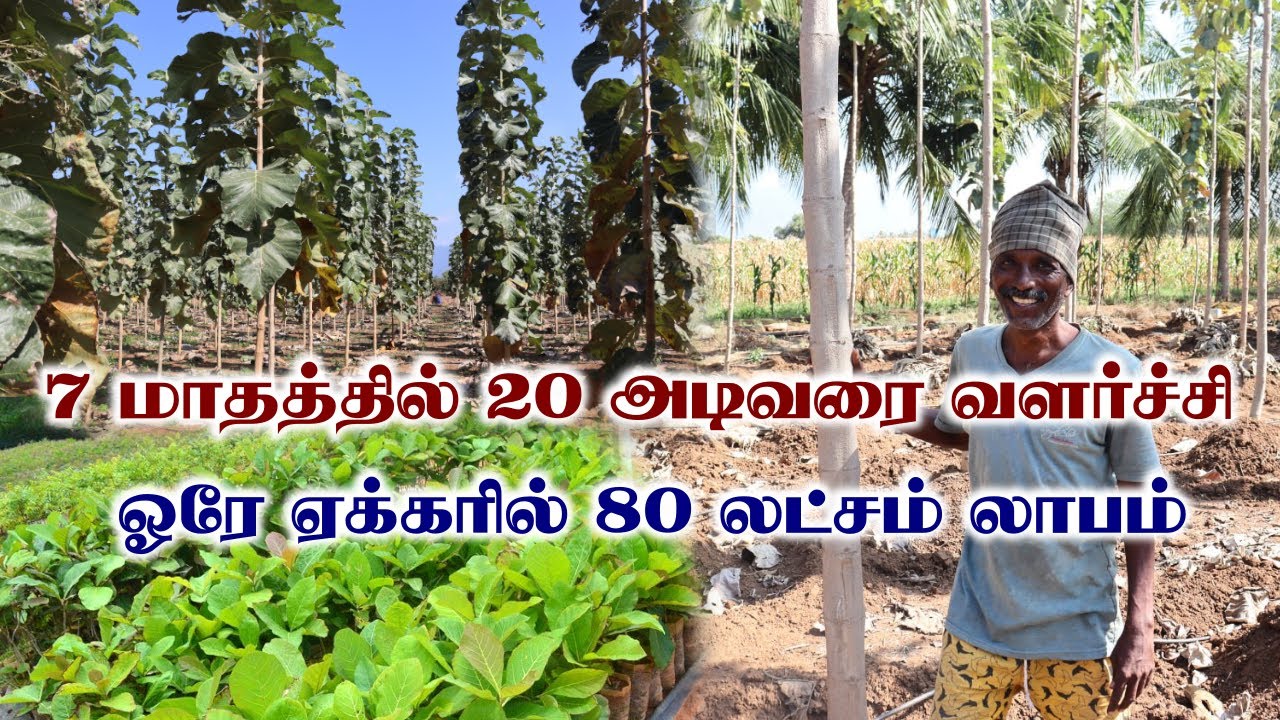 இலவச ஆலோசனை | பசுமை பாரத விவசாயியின் அனுபவ பகிர்வு | முதல் தரத்தில் கன்றுகள் | Free Delivery
