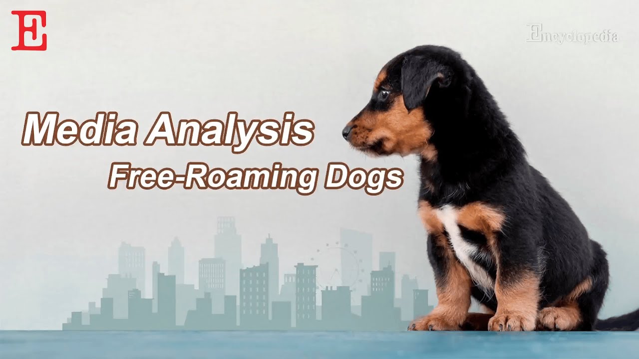 【Animals】Furry Invasion! Iran&rsquo;s Stray Dog Crisis