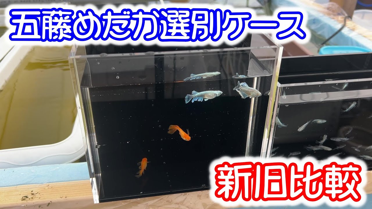 【めだか】五藤めだか春の新作　選別ケース　歴代選別ケースが勢ぞろい！Ｂ型おやじ
