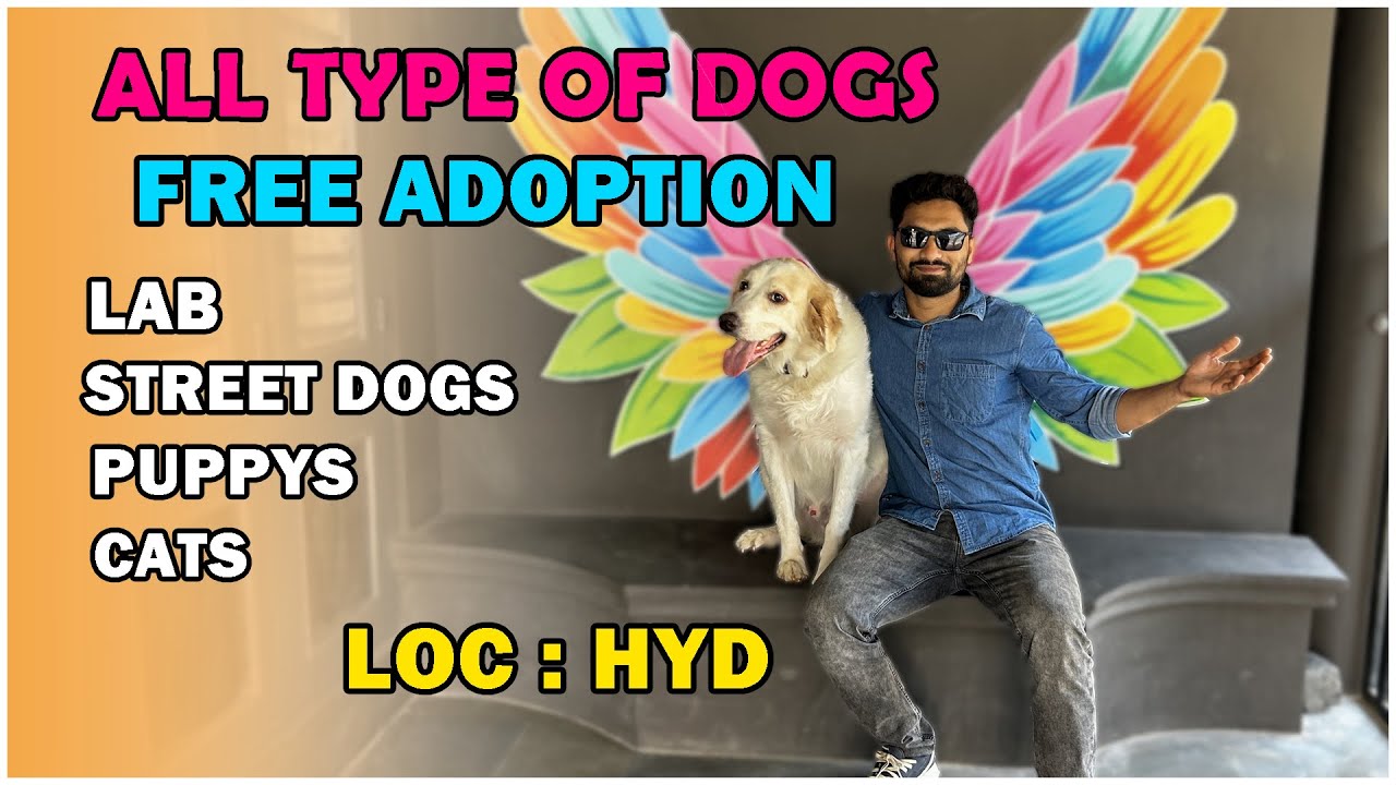 Free Dogs Adoption Hyderabad | Lab, golden retriever and other |