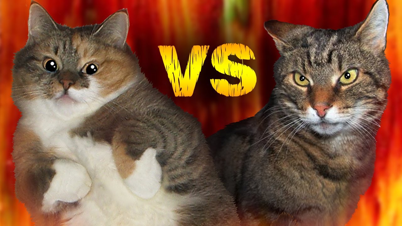 Alice VS Aston (Originalet!)