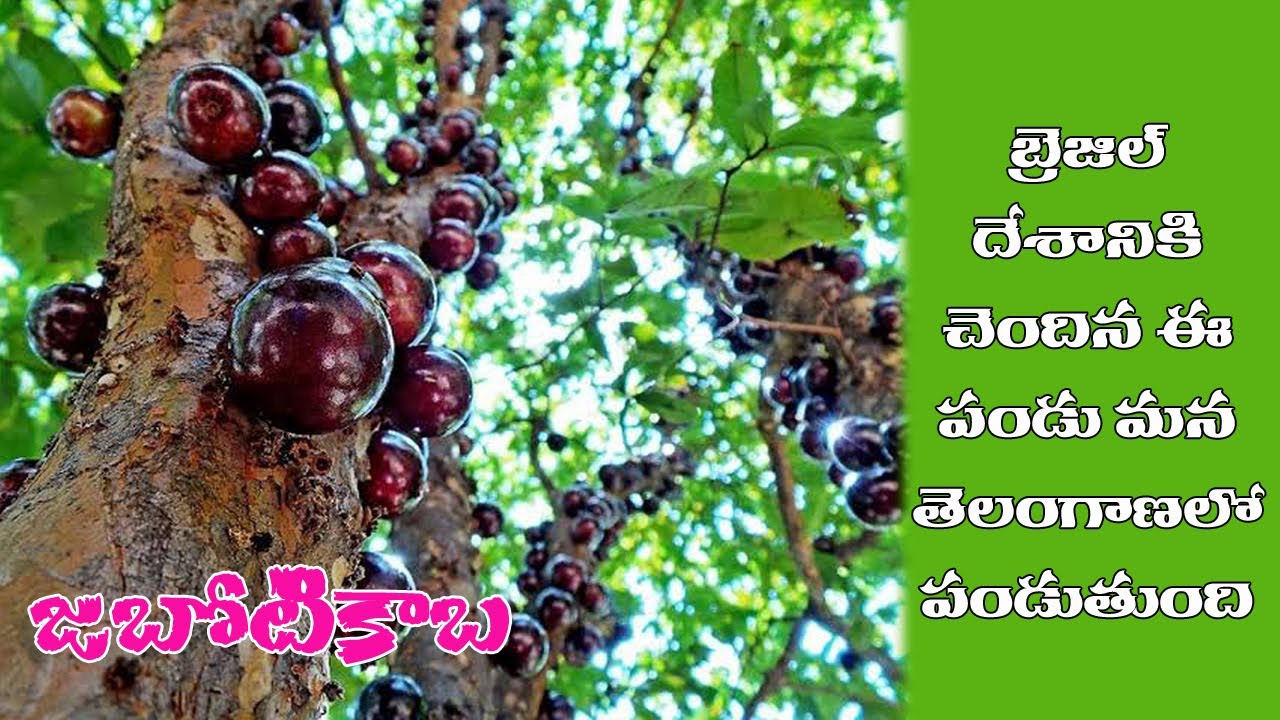 Jaboticaba || Escarlet || Exotic Fruit in Telugu || Aadhya Organic Farm