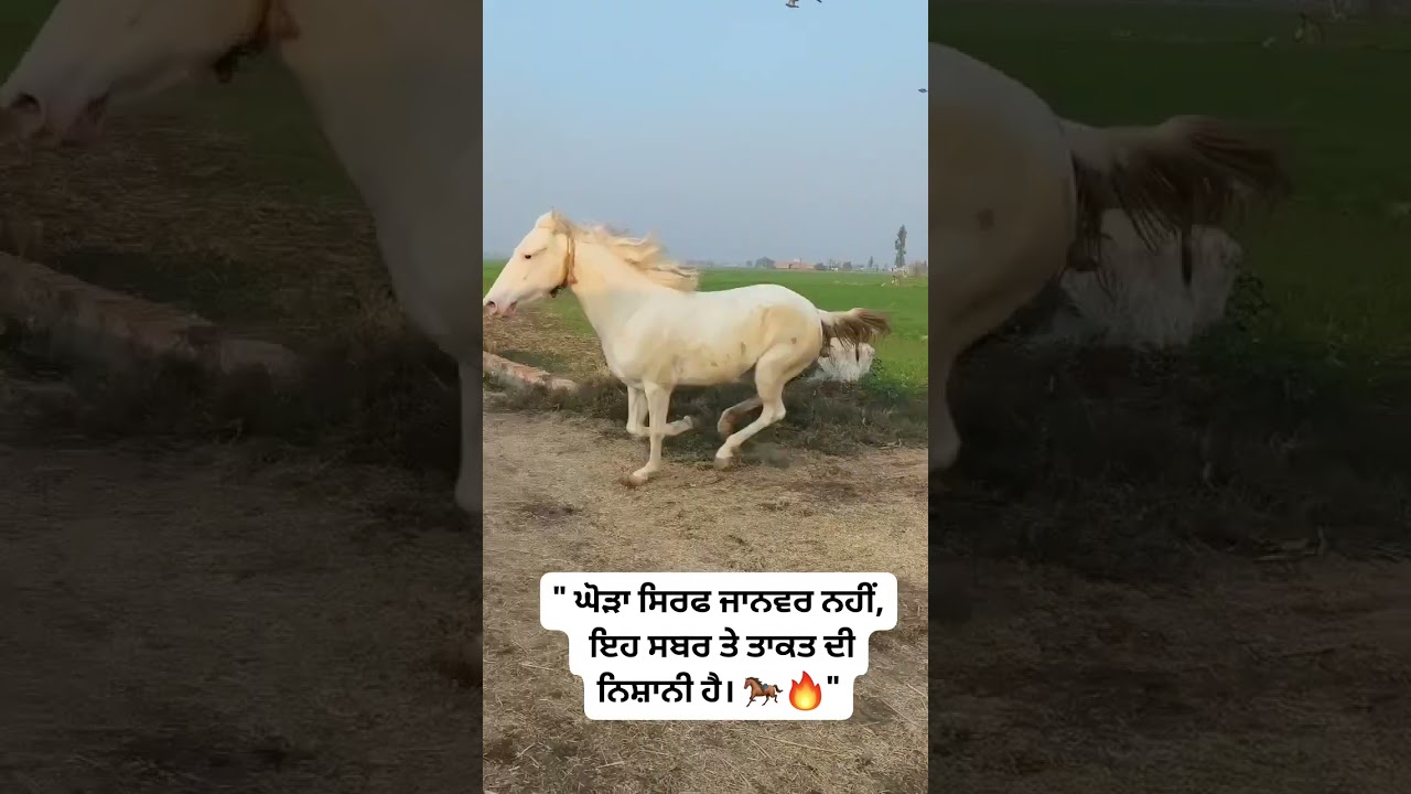 #desihorse #karamjeetsingh#horsereel#desivibes#horsepower#