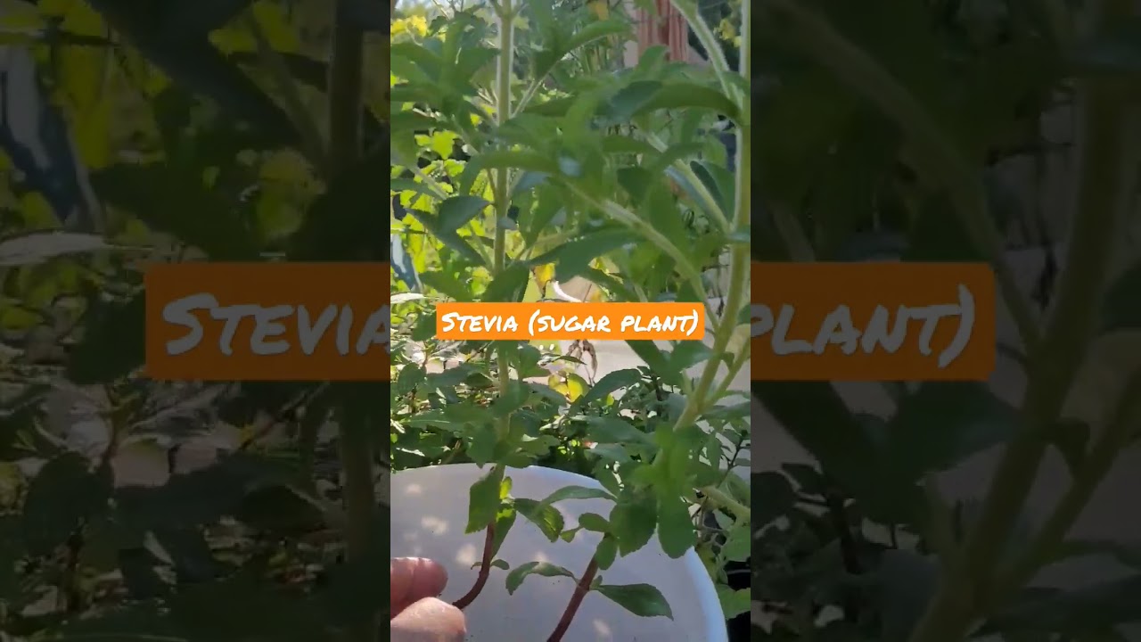 #stevia #plant.              this plant leaves is use as a  sweeter in teas