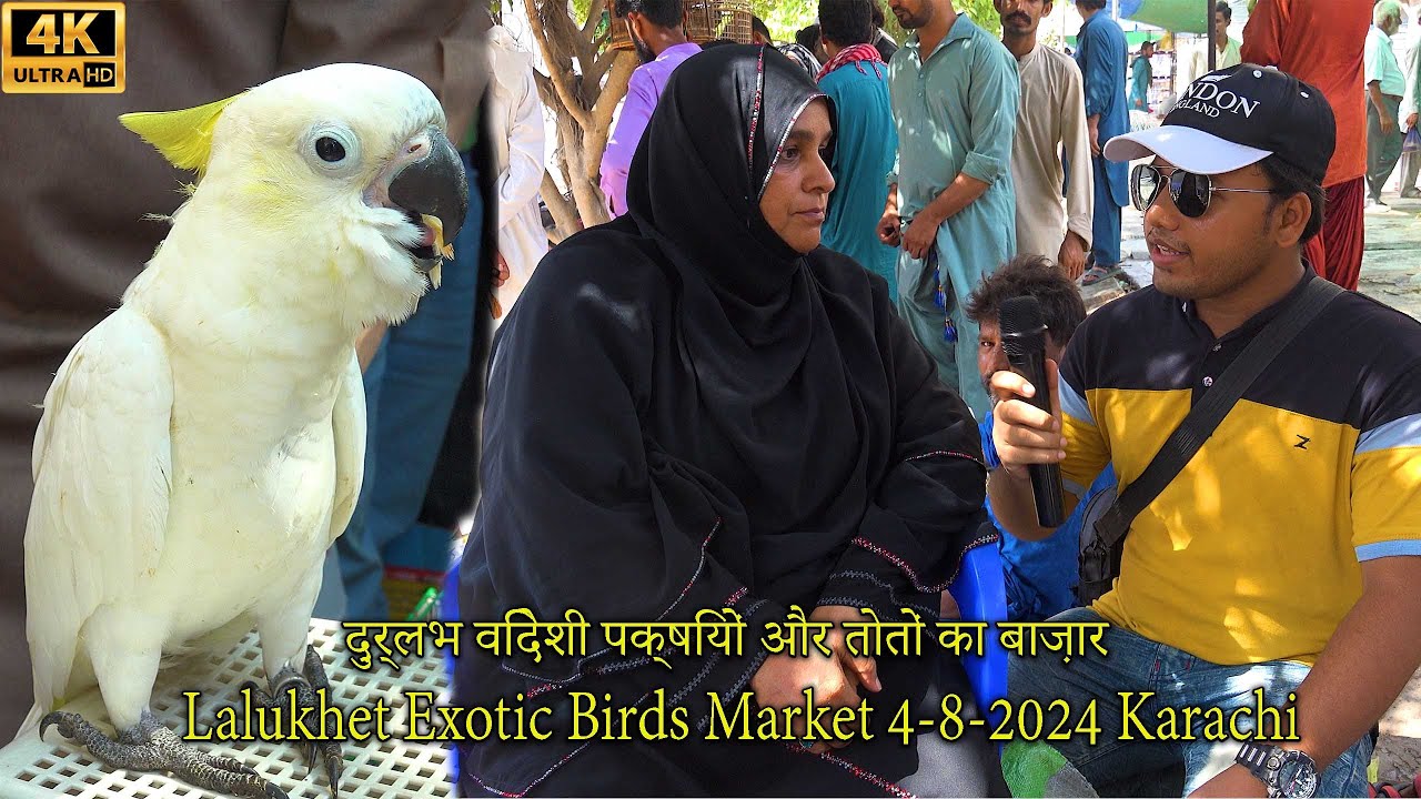 Lalukhet Exotic Birds and Parrots Market 4-8-2024 Karachi | Unique and Rare Hen and Rooster