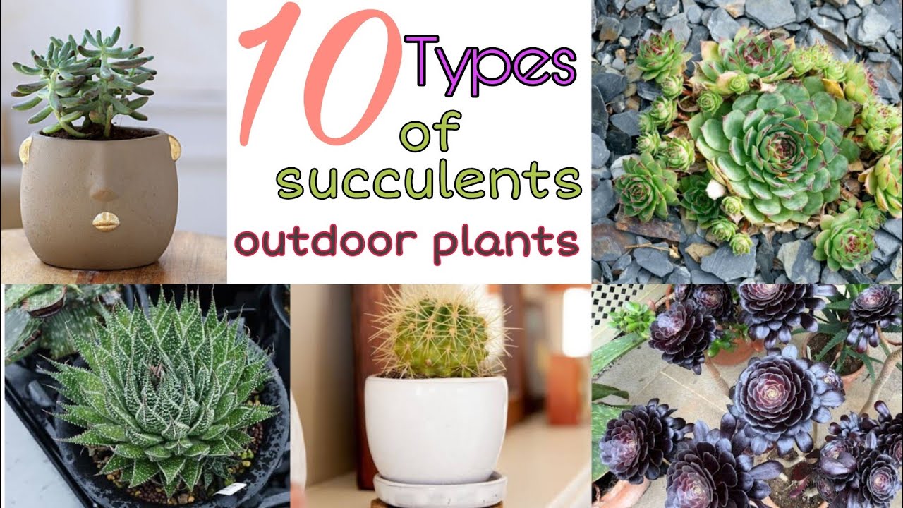 Top 10 Types of Succulent outdoor plants with names| 10 Varieties of succulent plants| Dk flora